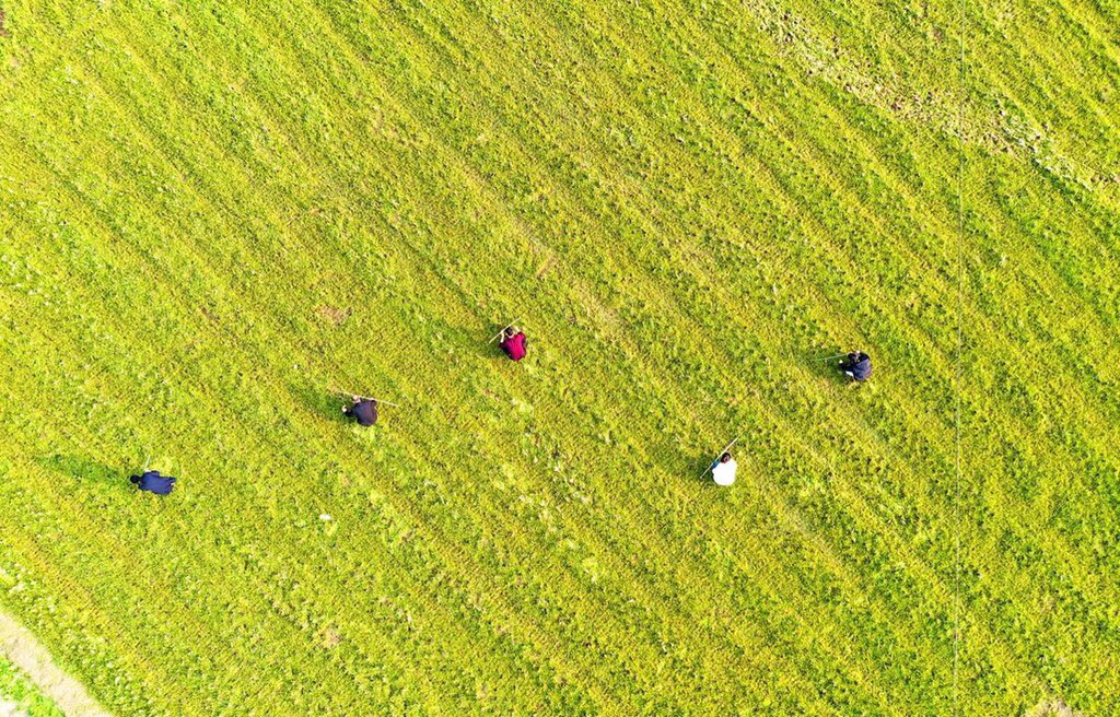 gzswdys's tweet photo. 春耕忙
#江西 #jiangxi #china #foison #paddy #rice #landscape #chinesemountains #naturelovers #naturephotography #natureperfection #agriculture #agricultura #赣州 #中国 https://t.co/HAXHvhbMAW
