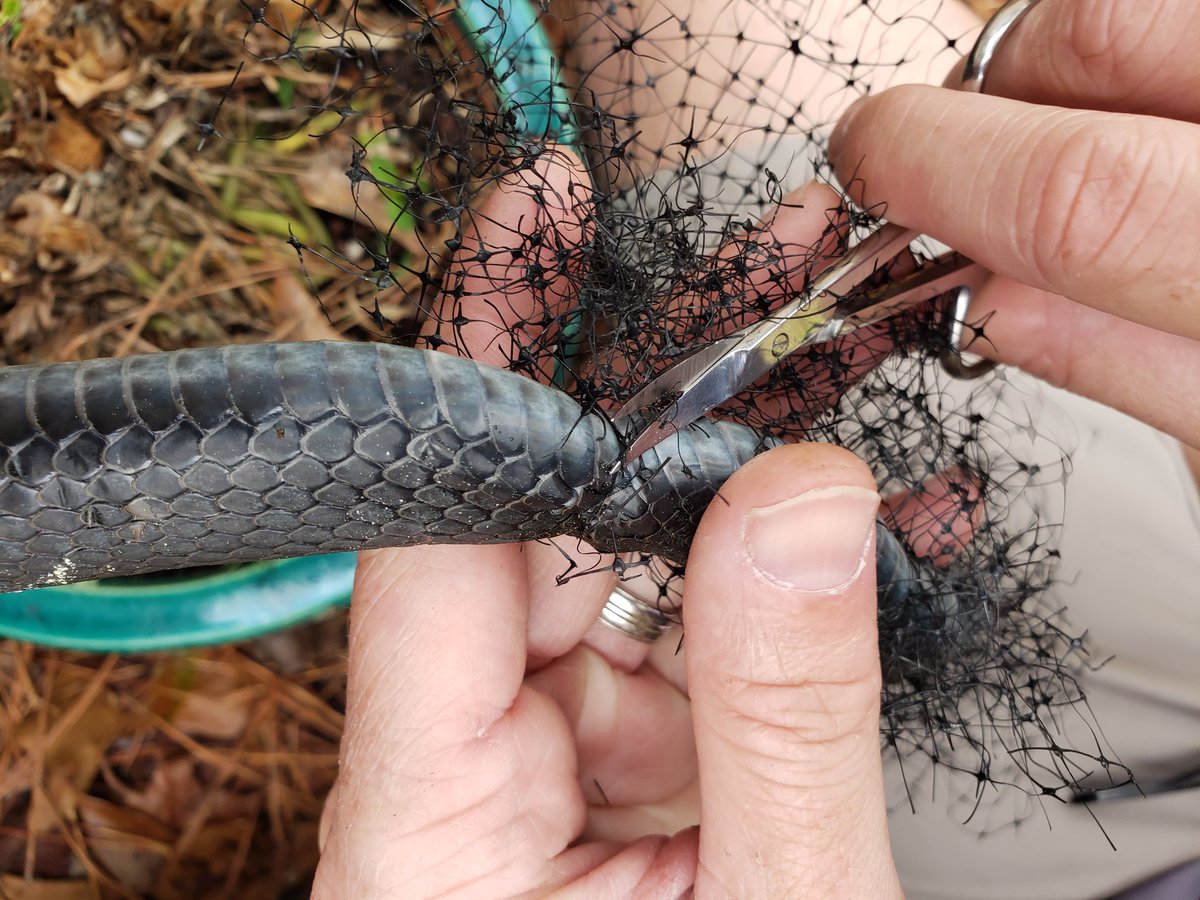 chase_hively's tweet photo. Plastic mesh may be great for erosion control &amp; #landscaping, but it is a death-trap for #wildlife. Thankfully, saved this Black Racer from certain death yesterday. Many #birds, small #mammals &amp; #reptiles aren't as lucky. Next time, go for the wildlife-friendly #geotextiles. https://t.co/kYEQwPDb11