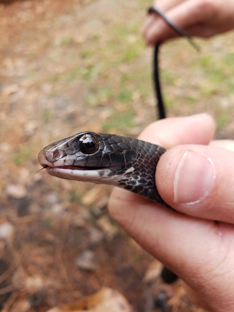 chase_hively's tweet photo. Plastic mesh may be great for erosion control &amp; #landscaping, but it is a death-trap for #wildlife. Thankfully, saved this Black Racer from certain death yesterday. Many #birds, small #mammals &amp; #reptiles aren't as lucky. Next time, go for the wildlife-friendly #geotextiles. https://t.co/kYEQwPDb11