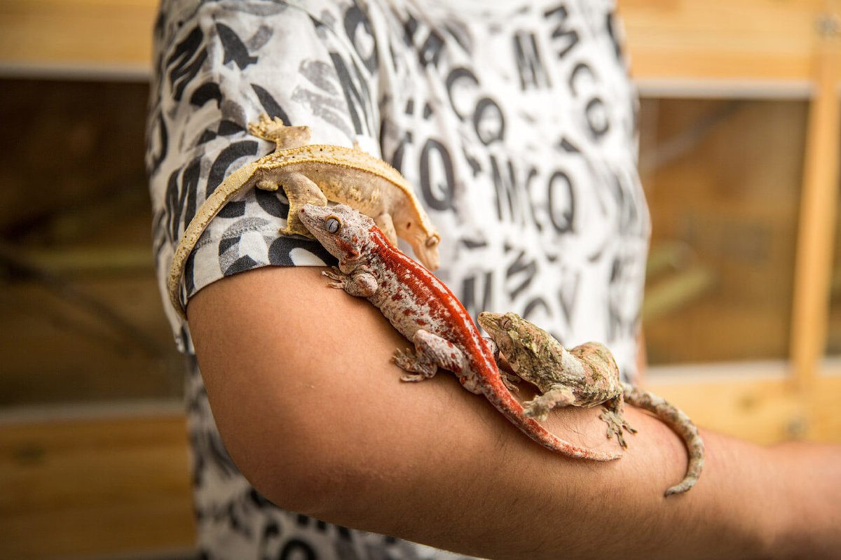 ramos_priscil's tweet photo. #exotic #pets https://t.co/fTCNrUHpZd