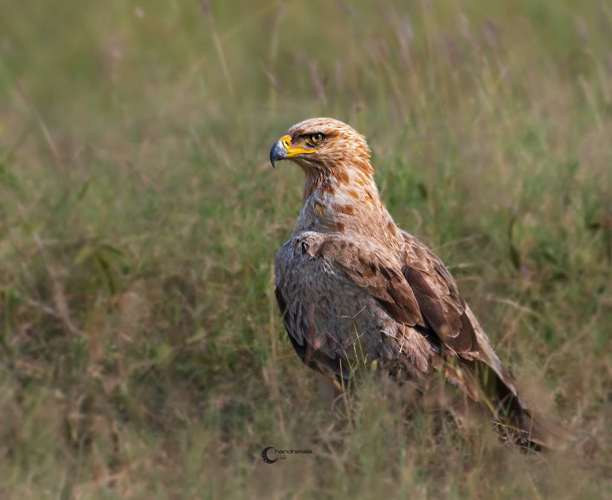 Tawny eagle  (Aquila rapax)
From the savanna grasslands of Masaimara 2022
#Indiaves #thephotohour #Raptors
#TwitterNatureCommunity #BBCWildlifePOTD #birdphotography #BirdsOfTwitter #birdsofprey #africanbirds #wildafrica