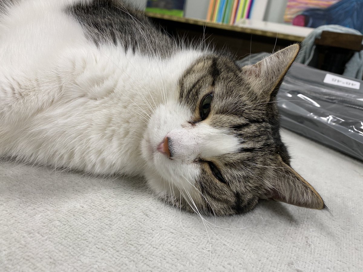 TheKimthDegree's tweet photo. “I’m famished. Just go on without me.” -ChickenCat, waiting for dinner #CatsofTwittter #OscarWinningPerformance https://t.co/E4q2emQmeK