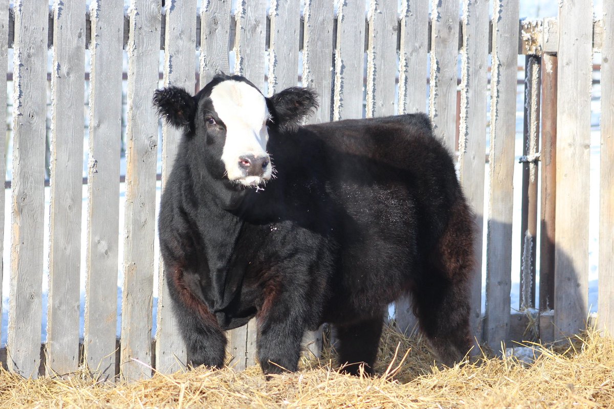 We are part of the Associate group bull sale 4-5 March, here are a couple of our consignments. You can check them all out on DLMS