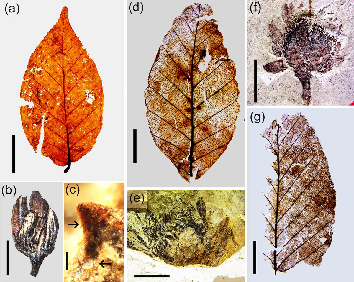 EcologicalRes's tweet photo. <SPECIAL FEATURE: Listen to the voices of local #beechforest>
Biogeographic and environmental history of #Fagus and beech-dominant forest in Japan
Arata Momohara, Ayano Ito
https://t.co/Vih5cfEbvD
Japanese #beech https://t.co/tulXtGMdQX
