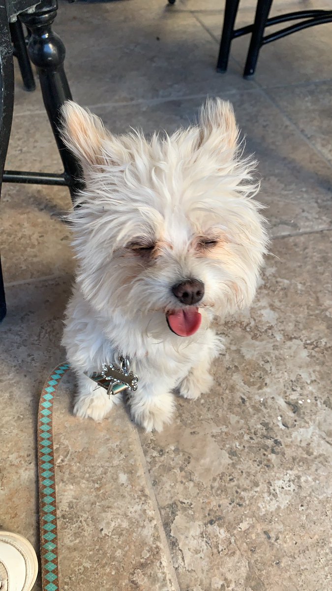 natalia_sgar's tweet photo. Ayúdenme a encontrar a mi perrhija ;(( su nombre es molly, trae moñitos rosas, se perdió en la colonia prados del sol el día viernes en la noche. La extra��o mucho y necesito encontrarla, cualquier información al 6624653359 https://t.co/GaitRgZ17m