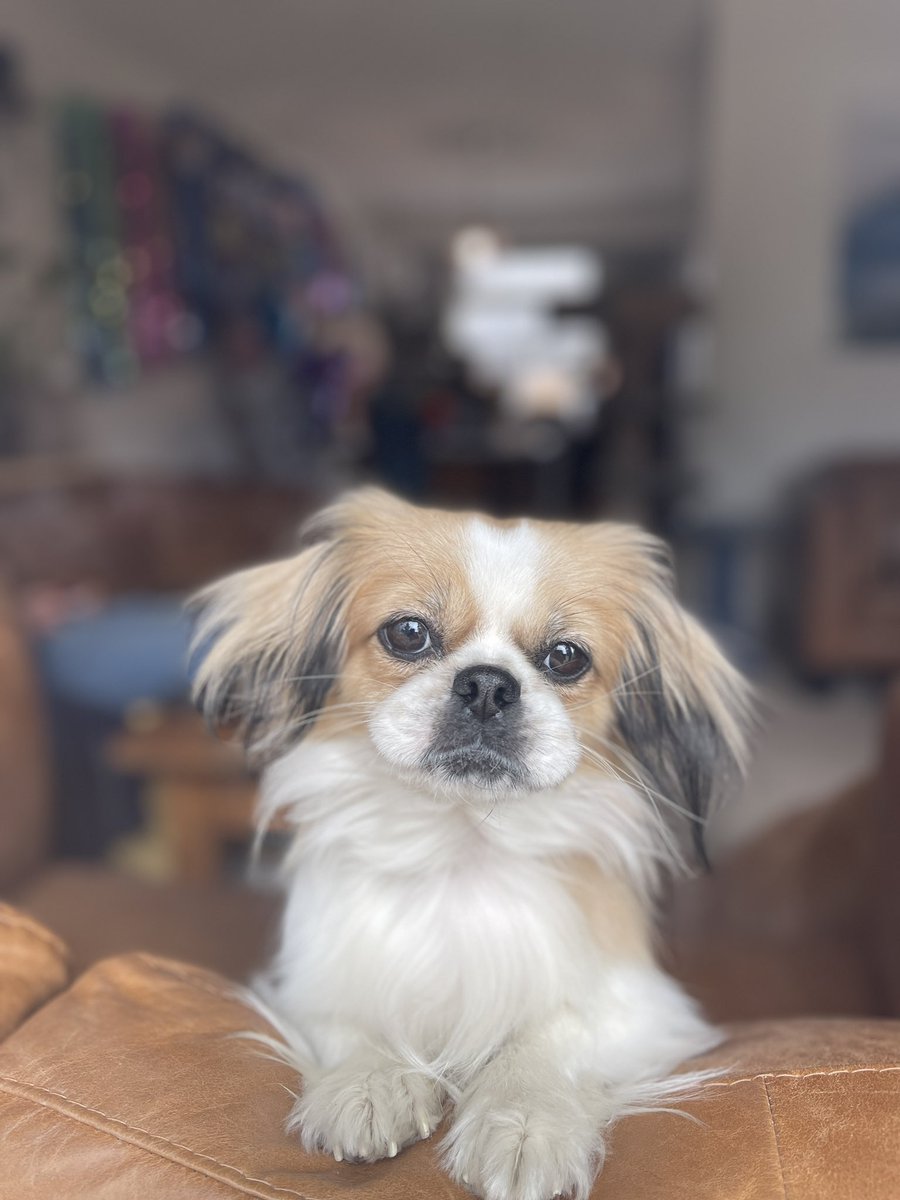 TheDPRC's tweet image. Chewbert #prapso #perfect #handsome