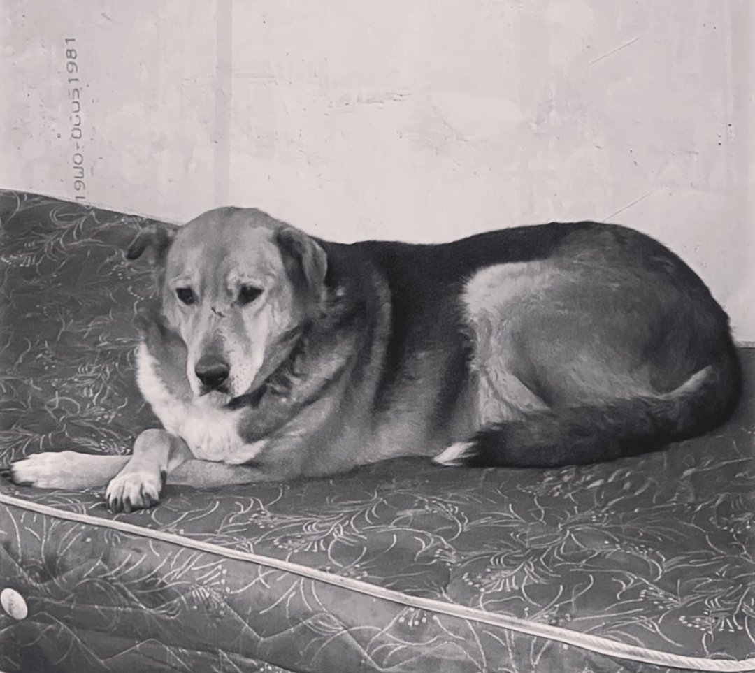 We promised you an update on Lisa, but unfortunately it's not the one we were hoping for.

After more tests, the vet then discovered tumors all over Lisa's body, which hit the nervous system.

So today we let Lisa go🌈

Sleep well our beautiful girl

#givemeapaw #dog #shelterlife