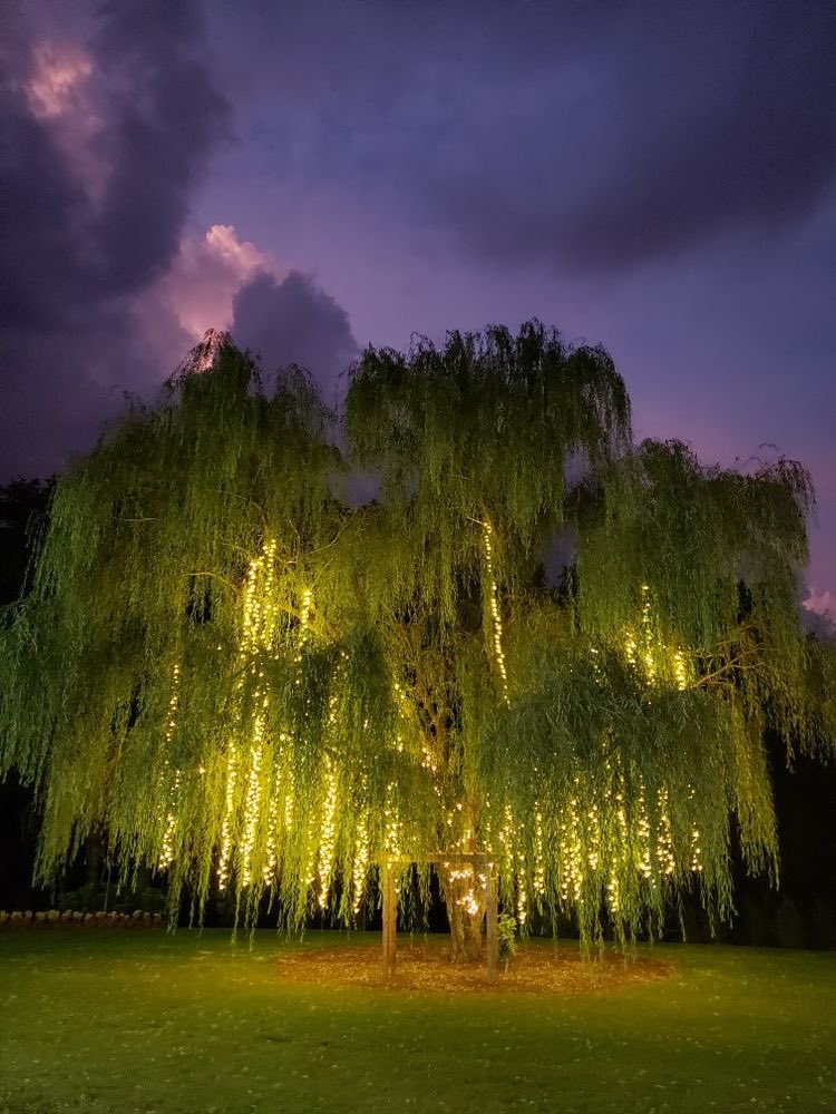 itzkelbyy's tweet photo. secret confession: i actually love trees and i find them even more beautiful than flowers are. deep down i don’t want flowers.. i want MY very own tree.💚 https://t.co/ytcFWB8LfM
