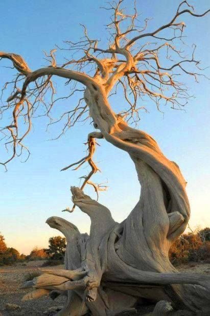 itzkelbyy's tweet photo. secret confession: i actually love trees and i find them even more beautiful than flowers are. deep down i don’t want flowers.. i want MY very own tree.💚 https://t.co/ytcFWB8LfM
