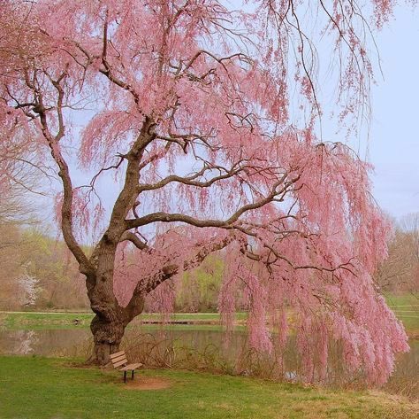 itzkelbyy's tweet photo. secret confession: i actually love trees and i find them even more beautiful than flowers are. deep down i don’t want flowers.. i want MY very own tree.💚 https://t.co/ytcFWB8LfM