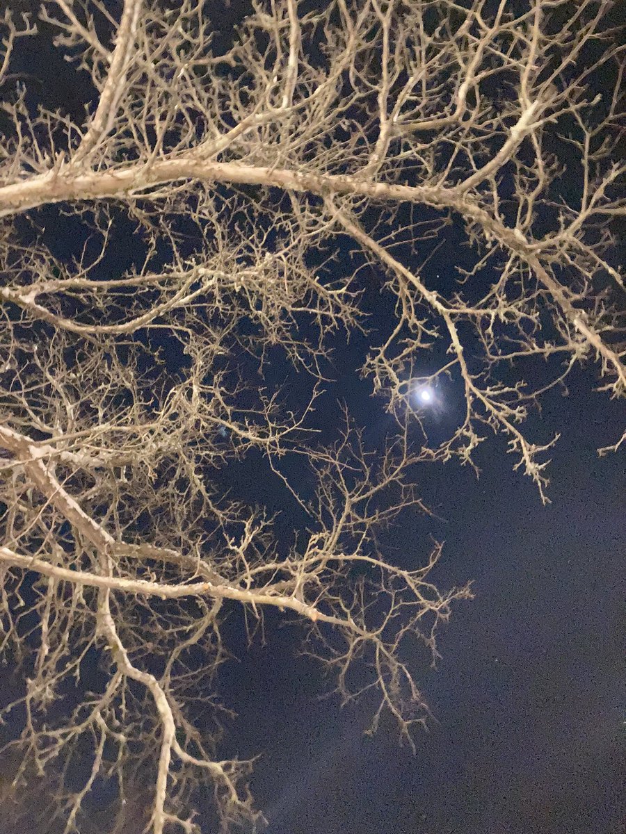 🌈Wobble_Wolf (@wobblewolf) on Twitter photo 