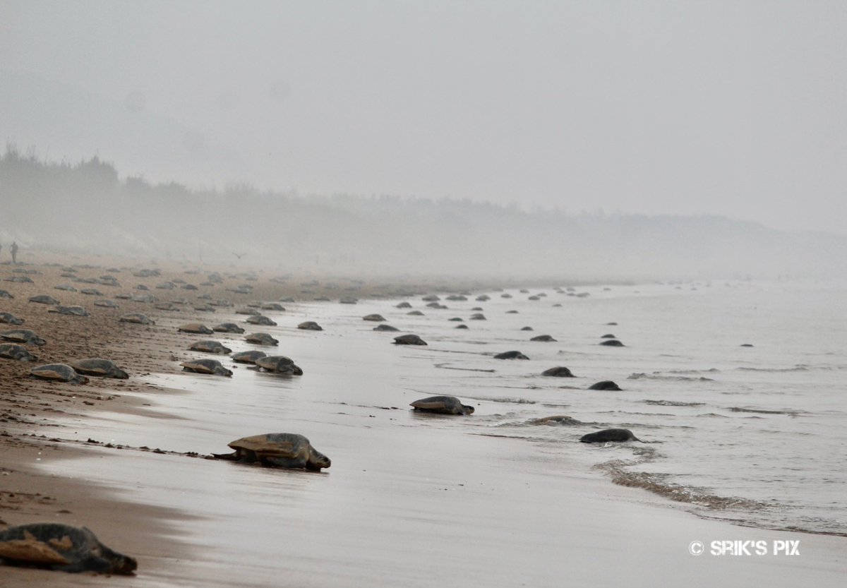 Morning pic of #arribada Olive Ridley turtle mass nesting at Rushikulya beach

Nature’s extravaganza

#oliveridley #odisha #seaturtle #seaturtleconservation @OrissaWild @IndiAves @BonnConvention @BBSRBuzz @CITES @UNEP_AsiaPac  @OdishaSeaTurtle  @conserveturtles  @ORP_INDIANOCEAN