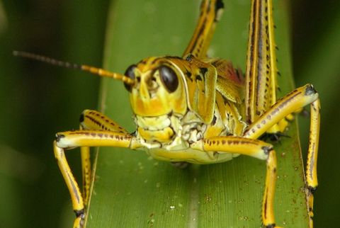 preferredpestoc's tweet photo. Stink bugs, bedbugs, emerald ash borersthey're some of the most vile insect invaders around, killing trees and gardens and generally making our lives miserable. Which of the 12 on the list you think is the worst?�  via: https://t.co/ywYOFtLz9A https://t.co/YuMyuCaLcx