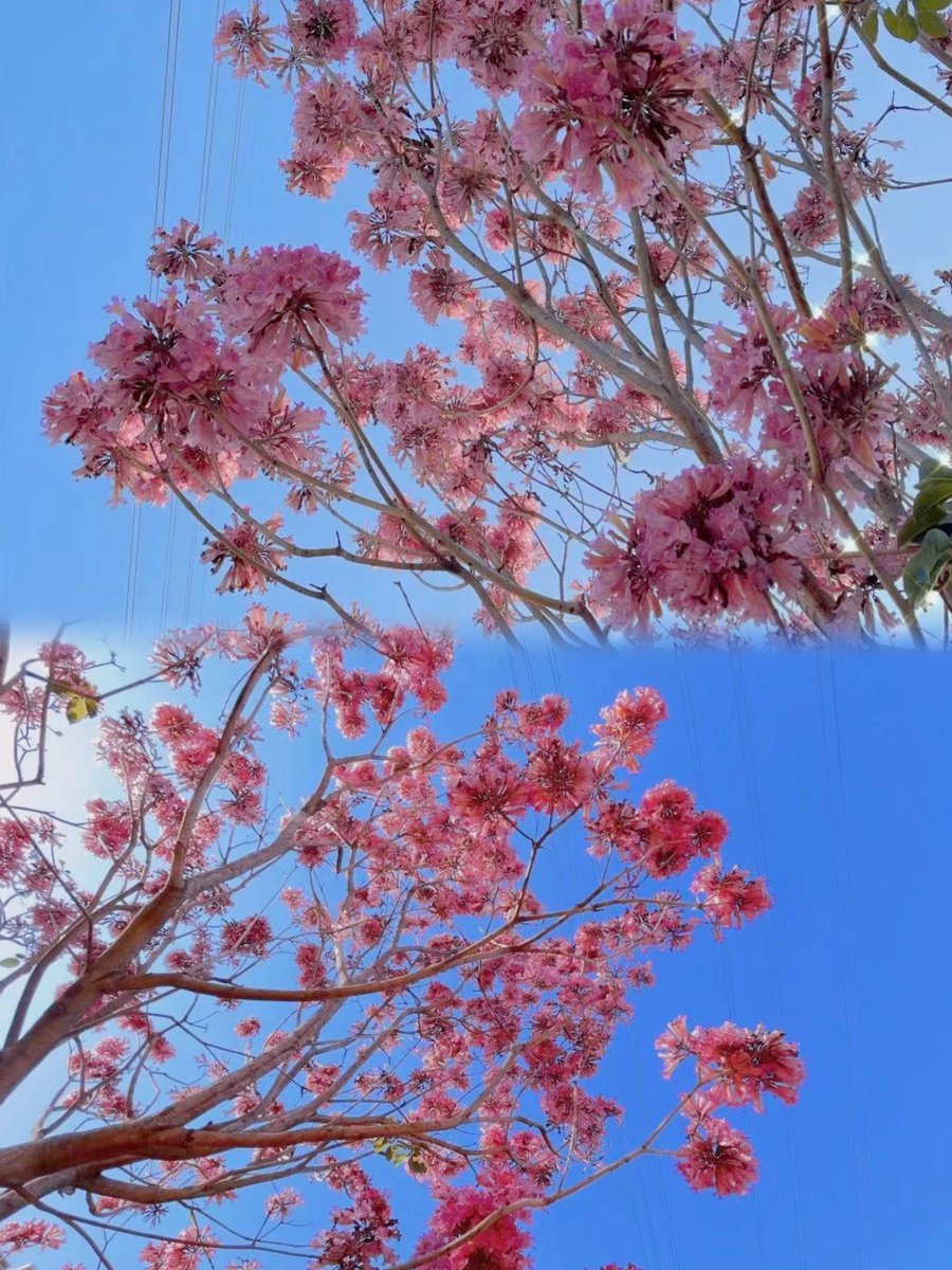 In the spring, Tabebuia impetiginosa sheds its leaves and replaces them with showy purple blooms. The flowers are borne in rounded clusters at branch ends, and you sure won’t miss this impressive flowering display when strolling along Xiang’an East Road.
#VisitXiamen #WaveView
