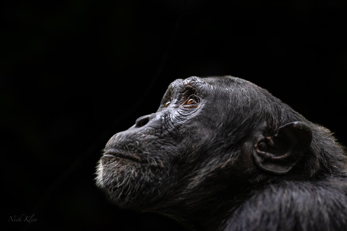 NickKleer's tweet image. Chimpanzee in Kibale National Park, Uganda. One of the most incredible experiences I’ve ever had 🙏🏻