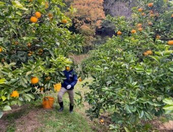 OsakaVolunteer's tweet photo. \ #援農 /和歌山県紀の川市で援農活動🍊
#八朔 畑の藁敷きと #古民家 プロジェクトへのアイデア出し!
日時:3/4(土) 9:00-16:00
場所:和歌山県紀の川市(最寄:JR和歌山線「打田」、南海高野線「橋本」)
募集先:全国農協観光協会
詳細
☞ https://t.co/d9rfnQ6nOi
#K361 #農業 https://t.co/vFRN4Zw1KW