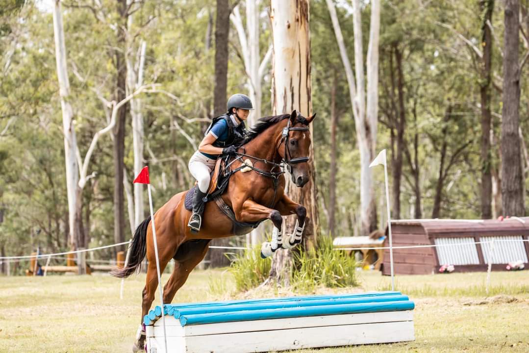 ITRProgram's tweet photo. You say Jump, Figures Two D303 says How High!  Some raw talent right there. Only in the beginning of his training and showing some great scope with his adoptee/young rider Vienna!
Adopted through the ITR program in September 2022!
@HKJC_Racing #ITR @BeverlyMillar10 #offthetrack https://t.co/M3B0vjpioF