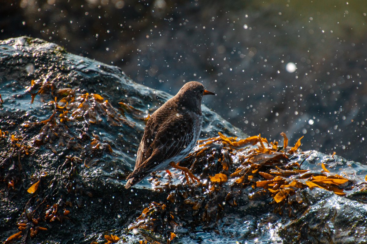 acciosuki's tweet image. Had an awesome day at the Narrows looking for a Razorbill. I didn't find one, but really enjoyed watching the (Lesser?) Scaups and Purple Sandpipers!

#lesserscaup #purplesandpiper #birdwatching #birding #brooklyn