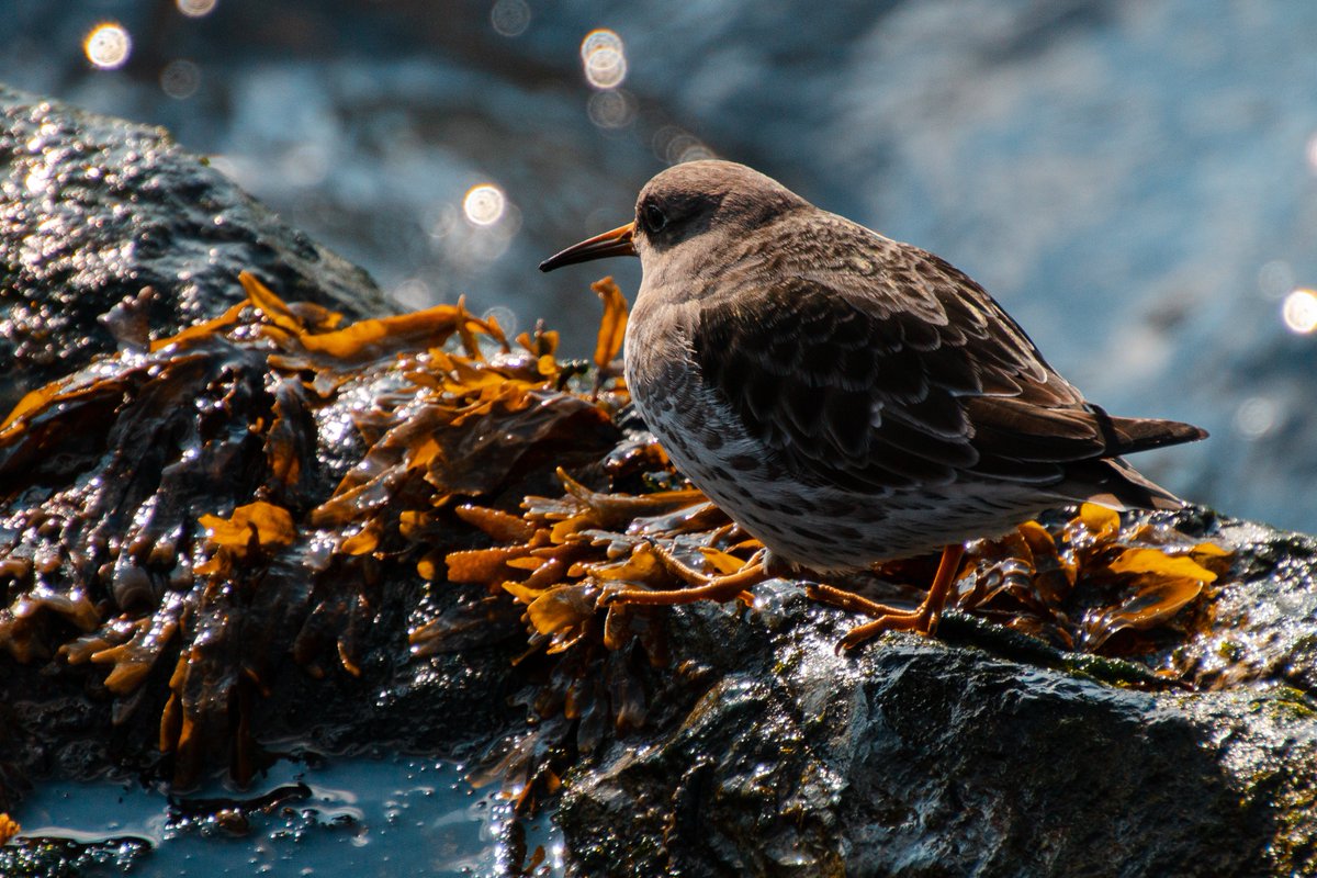 acciosuki's tweet image. Had an awesome day at the Narrows looking for a Razorbill. I didn't find one, but really enjoyed watching the (Lesser?) Scaups and Purple Sandpipers!

#lesserscaup #purplesandpiper #birdwatching #birding #brooklyn