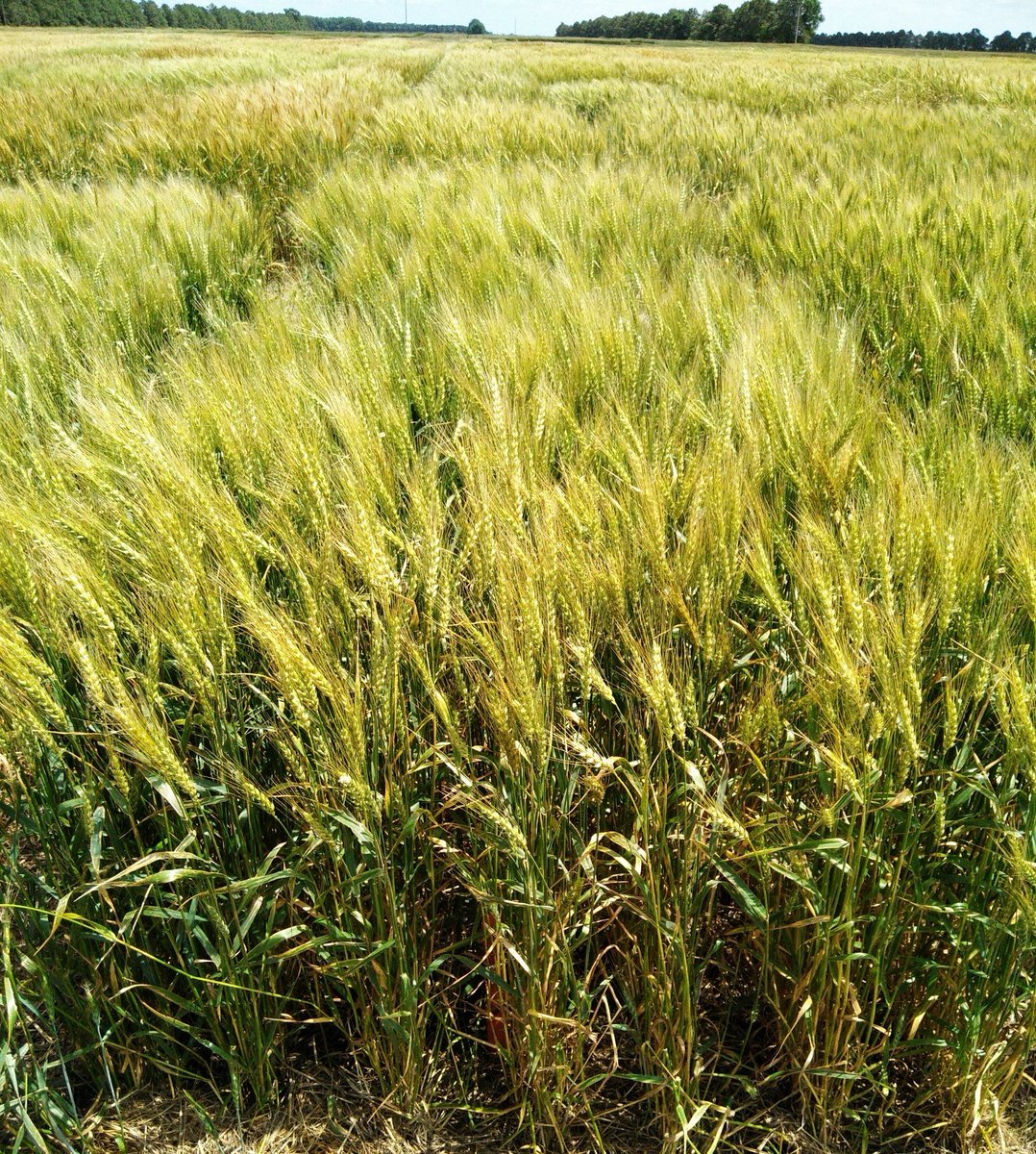 WheatInnovation's tweet photo. Hurray #TeamWheat 2023 Wheat Quality Council Meeting concluded and 2nd year in a row millers choice ‘Best-of-Show’ award for 2022 goes to SDSU  SD18B025-8 and SD15007-11 for excellent milling &amp; baking characteristics @sdstate @wheatsd  #WheatQuality🌾❤️🤞 https://t.co/vEyML5ObgL