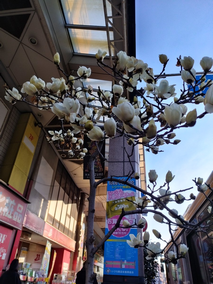 まなてぃー🤩✨✨✨
いづろ通にティッシュの木が
あるらしいですよ🤭✨
#青たく
#ハクモクレン
#まなてぃ #ティッシュの木