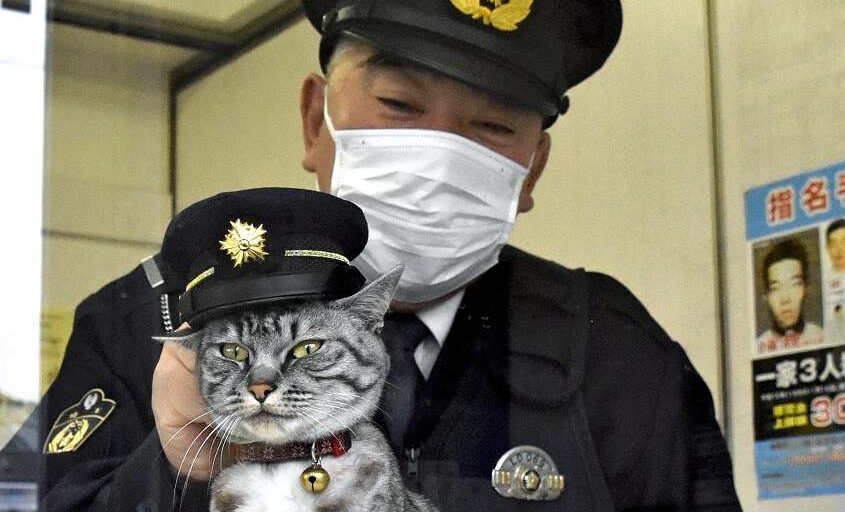 The_Japan_News's tweet photo. A once-stray cat is now a much-loved member of a Japanese police box, “patrolling” the area and promoting community outreach 
https://t.co/Smmr4l6hOT https://t.co/GEeaoPliZv