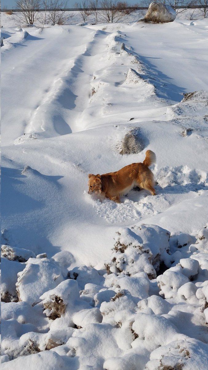 Aranbobo's tweet photo. 今朝の雪山遊び⛄ https://t.co/EnV69c0RWz
