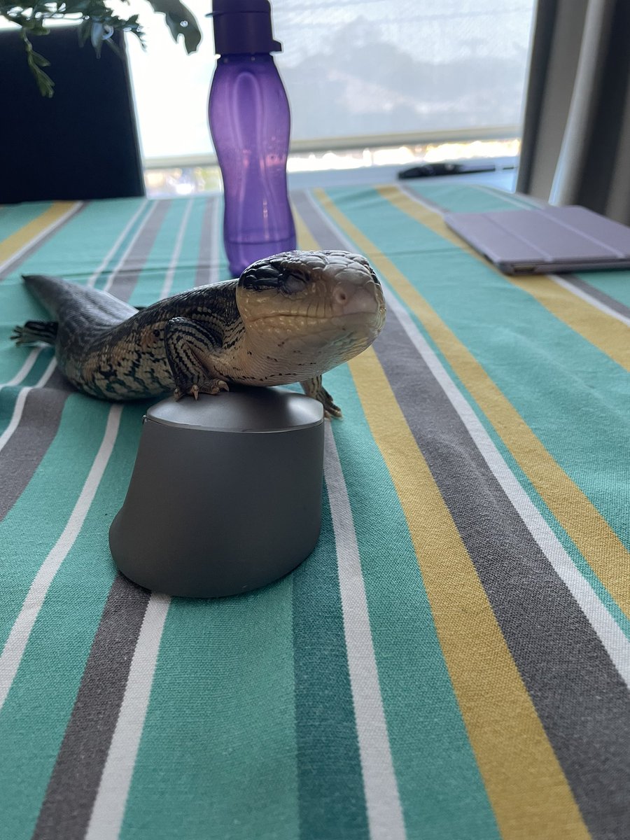 AstroLeanne's tweet photo. My #WFH buddy is not giving me much space to work in. #BasilTheBlueTongue https://t.co/RybxHjSeoA