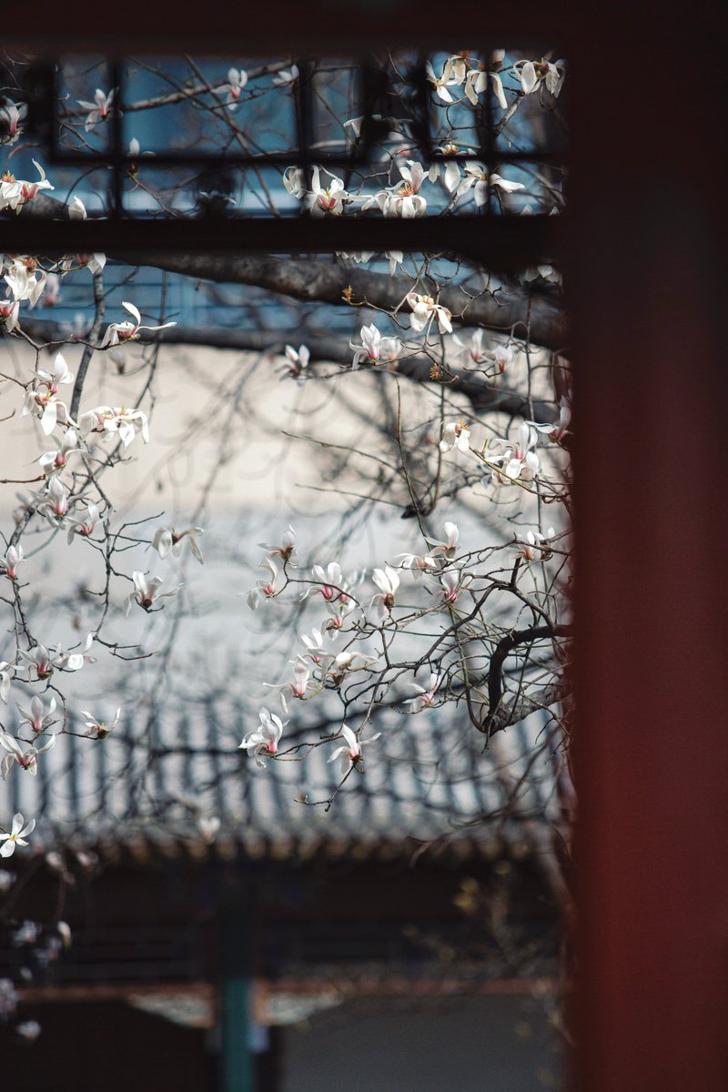 PKU1898's tweet photo. “Everything comes to life as #spring comes.”

🌸Behold these delightful blooms at #PKU, dear #Pekingers and followers!

🥰We hope this captivating season will make your heart and soul flourish.

#PKUinSpring 📸: An Yunyi https://t.co/xJO0Nc21V2