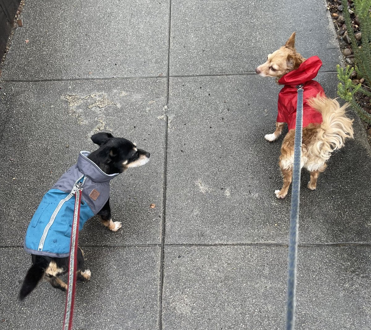 GirlsLikeBeer's tweet photo. @MediumSizeMeech Much hate for the LA rain, Aja (left, 15 yo) and Josie (right, 8 yo). They love the towel-down body rub at the end tho 😆 https://t.co/TQw8NKXyNw