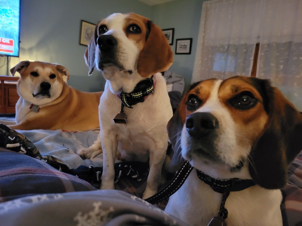 yankees090's tweet photo. @GolfsoupJones @DogsOfTurf Nellie, Diamond, and Cody say hi to all the pups out there! https://t.co/6LUO5zKHoD