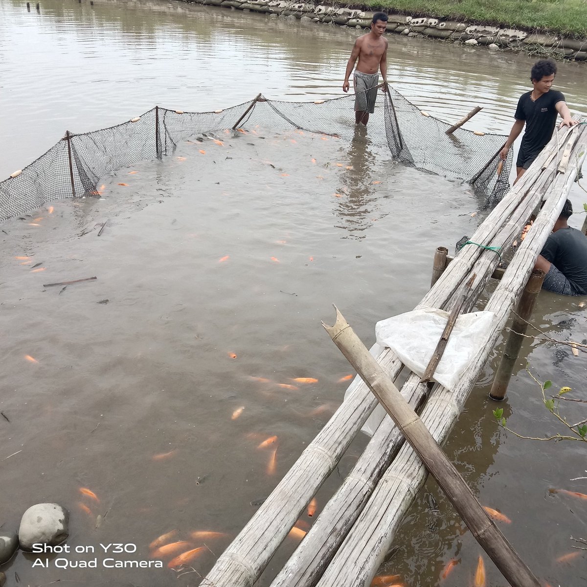 NKabinawati's tweet photo. Jumat, 24 Feb 2023, Nurul Kabinawati, luhkan kab. Deli Serdang di kolam sdr. Kristian Anugrah Tarigan didesa Mbaruai kec. Biru2, melaporkan produksi bulan Februari sebanyak, 1,8 ton ikan mas dan Nila 180 kg. 
#GiatLuhkanSatminkalBPPPmedan 
@puslatluhkp 
@brsdm_kp 
@BudidayaKKP https://t.co/jraPqxzoMQ