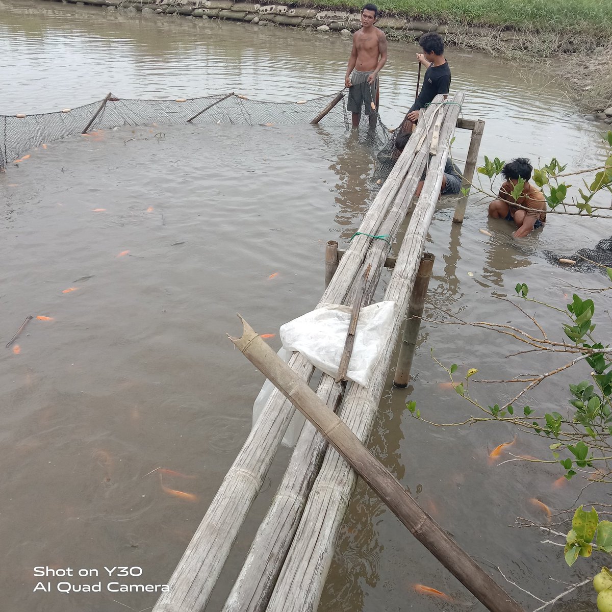 NKabinawati's tweet photo. Jumat, 24 Feb 2023, Nurul Kabinawati, luhkan kab. Deli Serdang di kolam sdr. Kristian Anugrah Tarigan didesa Mbaruai kec. Biru2, melaporkan produksi bulan Februari sebanyak, 1,8 ton ikan mas dan Nila 180 kg. 
#GiatLuhkanSatminkalBPPPmedan 
@puslatluhkp 
@brsdm_kp 
@BudidayaKKP https://t.co/jraPqxzoMQ
