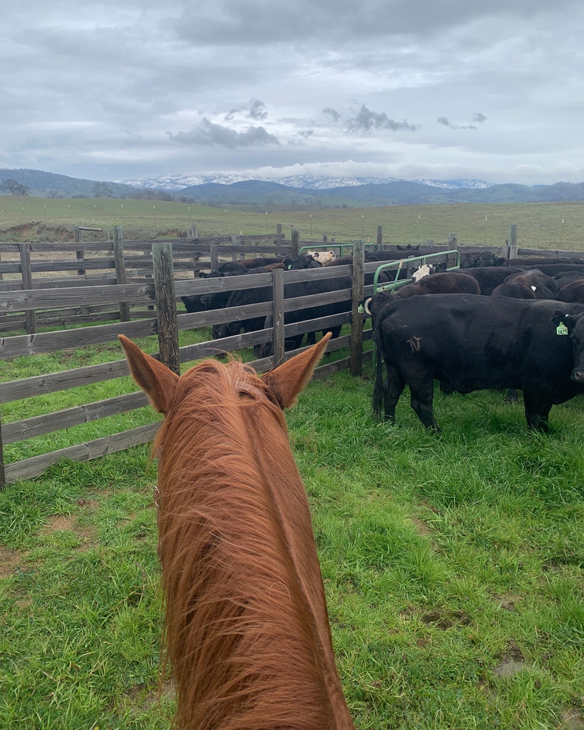 Green grass at my horses feet. Snow in the Sierra Nevada and rain on the way. Looks like a good day to sort fat cows. 

#mariposaranch #grassfedbeef #pastureraised #pasturefinished #graze #cattle #plantbasedmeat #grassfinished #bettermeat #meatdelivery