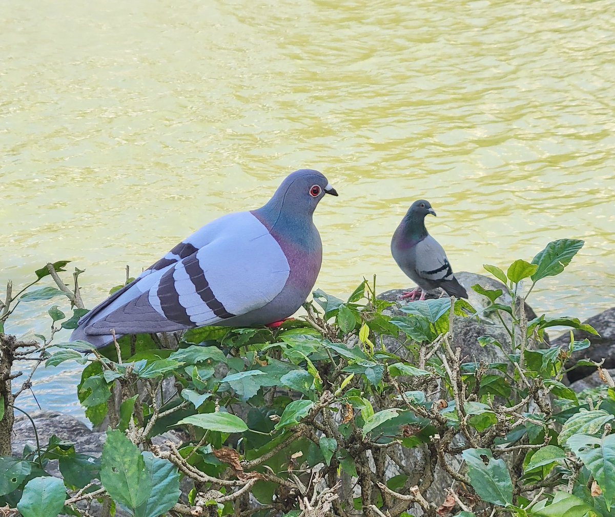 icecream80810's tweet photo. 道理我都懂
但牠怎麼這麼大隻ಠ_ಠ
🕊
#plush #plushie #ぬいぐるみ 
#bird #animal #pigeon #dove https://t.co/rcWhS16YL1