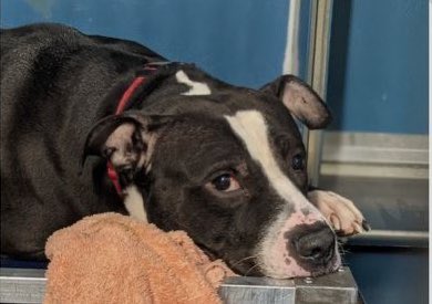 TomJumboGrumbo's tweet photo. LAST HOURS ALIVE, he’s not been allowed to leave his kennel, now Magnus #164747 has been delisted in preparation TBK in NYCACC anytime. A scuffle in his household led to his “family” calling the police. Described as “very lovable and caring” he needs a foster or adopter VA to ME to survive. Without help, they’ll kill him, please let’s get him saved: pledge RT, help Magnus live!

https://t.co/XUdmcezSlT