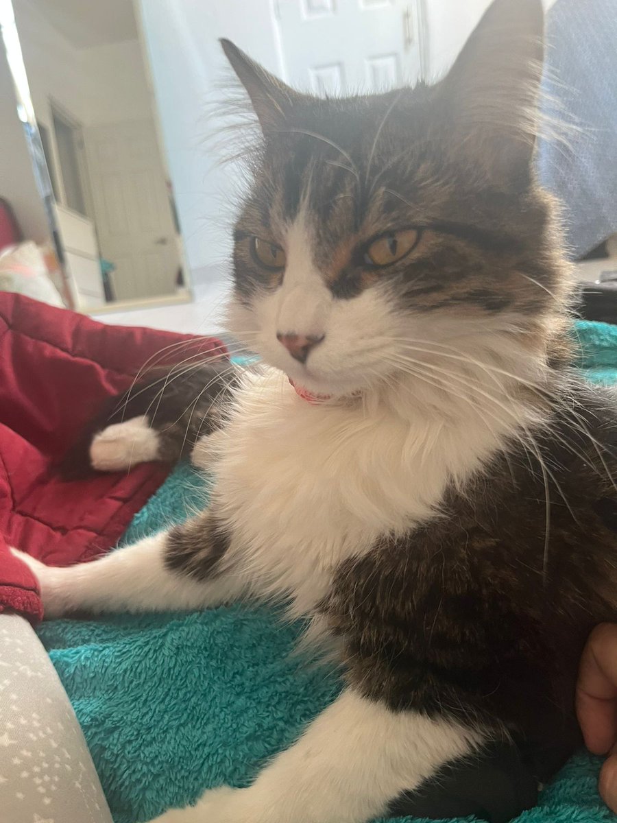 lauraduquej's tweet photo. ¿Nos ayudan con un RT y a difundir en sus redes, por favor? Es urgente encontrar a Mailo🆘🆘
@CaninaAmber
 
@AdoptaAtizapan
 
@gatos_en
 
@milesdegatos
 
@RescateAnimal
 
@FundacionLaika
 
@AmorSinRaza
 
@adoptahxh https://t.co/C4Y33Pa1xp