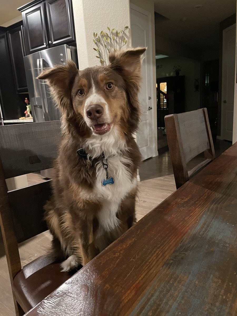 Mom sometimes lets me sit with her for dinner. I sure love snagging her food! 💕
