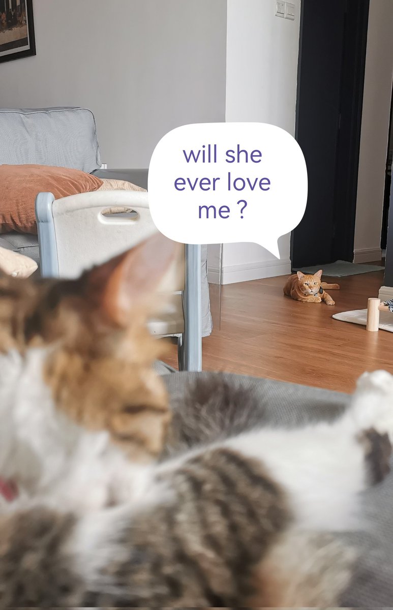 LordJ8080's tweet photo. #CatsAreFamily #Cat #CatsOfTwitter #catstagram https://t.co/GiviXCUOP3