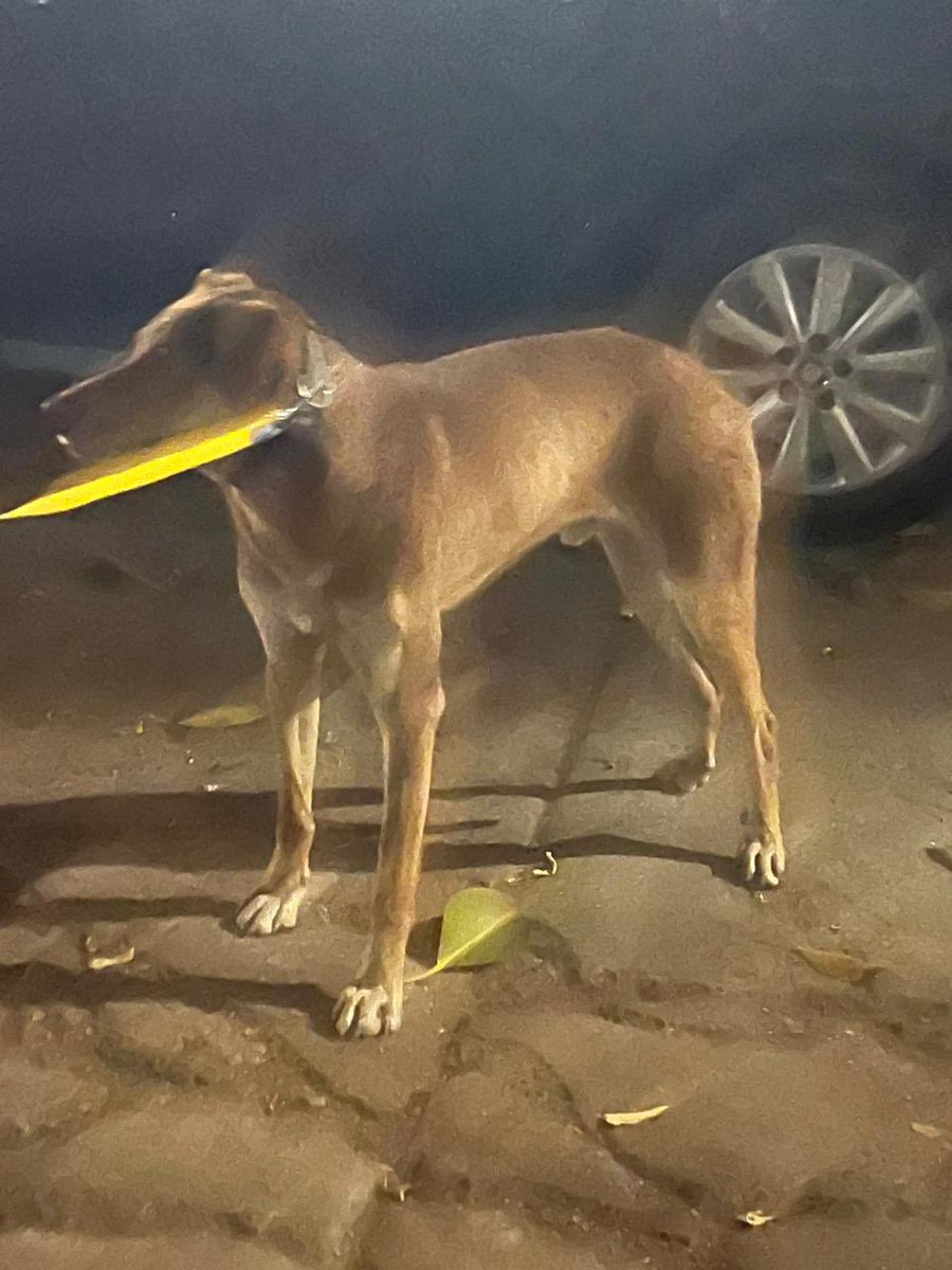 marmarvm's tweet photo. 🆘🐾🐶 #PERRIT@ #ENCONTRAD@ en la calle Nuevo León en la Condesa, está resguardad@ URGE encontrar a su familia info: 5518543930 RT 🙏 @LaRomaMex @LaRomaDF @CondesaVecinos @comitehc @MascotasSismo @5antaMerlina @LilaCharvel @ARHipodromo @MultiJuarezRoma @comitecondesa https://t.co/XOeSHQd7yI