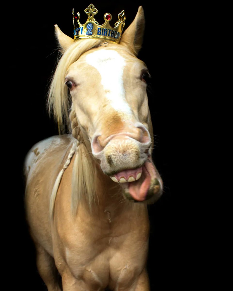 The_Wanderer73's tweet photo. This little prince turned 2 today! 🥳 https://t.co/IWMZPuyyGO