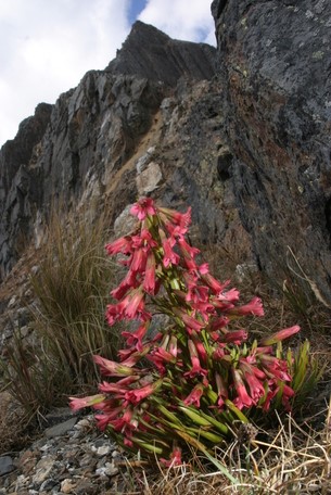 gabychavezd1's tweet photo. In Perú, the Gentianaceae Family #Taxonomy is represented by 15 genera  and 170 species #Botany mainly shrubs and herbs , recognize 103 endemic species #ProtectedAreas. One of these species is Gentianella weberbaueri , beautiful Gentianaceae species growing in #Ancash #Perú https://t.co/f50qcLyezV