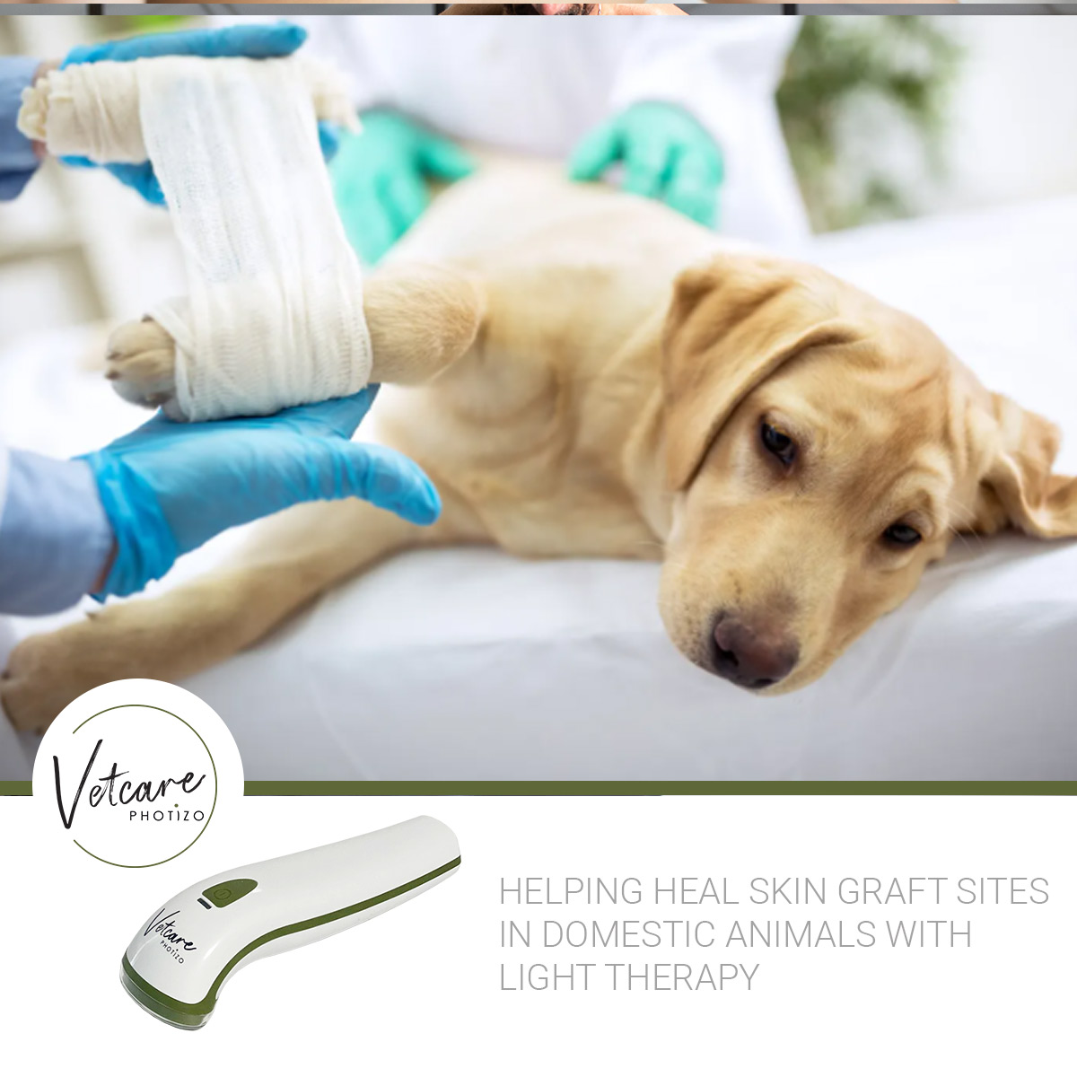 PhotizoLight's tweet photo. Successful #skingrafts depend on re-establishing blood supply. #PhotizoVetcare helps reduce swelling, stimulate collagen production, increase circulation, &amp; stimulate the release of endorphins &amp; the phagocyte cell production 
Read more https://t.co/VG6ayQcNTb
#skingraftsinanimals https://t.co/vJ9rbzzsOg
