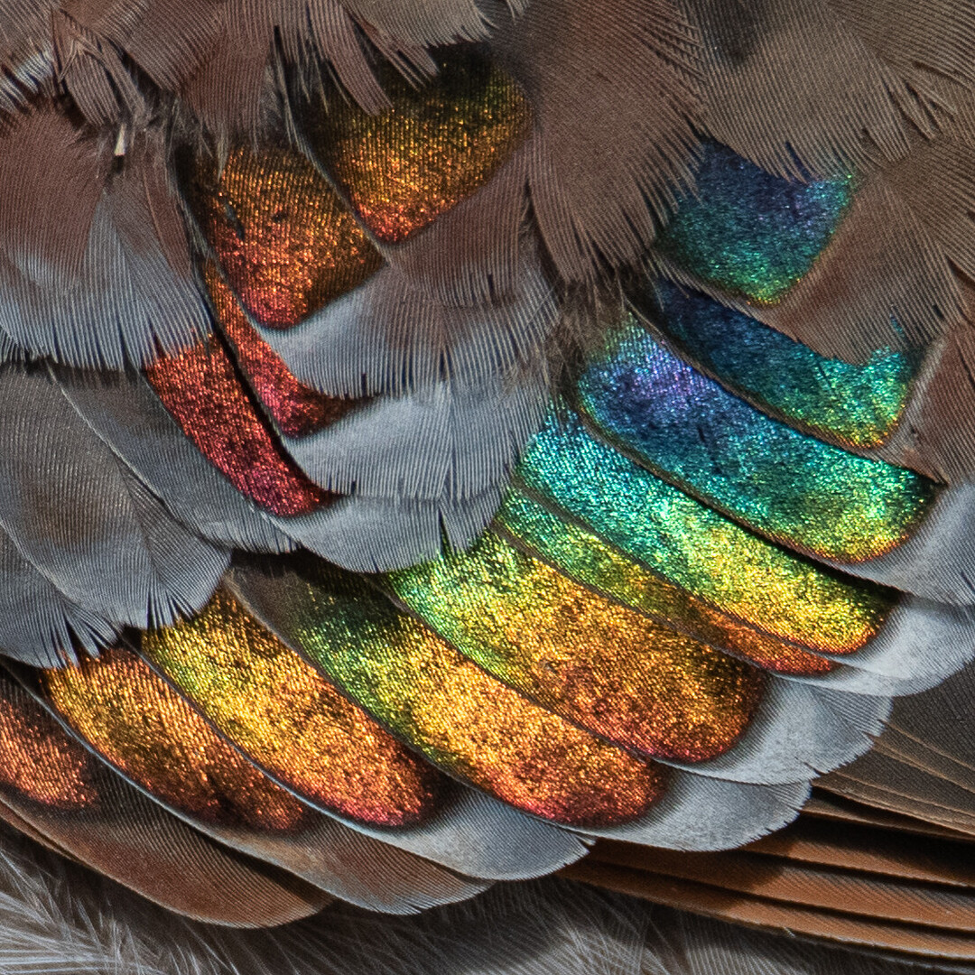 It's time for another round of 'Guess the Species!' This Aussie avian has some serious (Harry) style... can you identify these fantastic feathers? [ @Harry_Styles 👋 ]