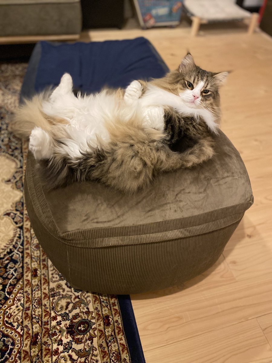ikm_so's tweet photo. 猫が大きいのか
ソファーが小さいのか…
 #猫がいる暮らし https://t.co/DhKcUFQ8Y0