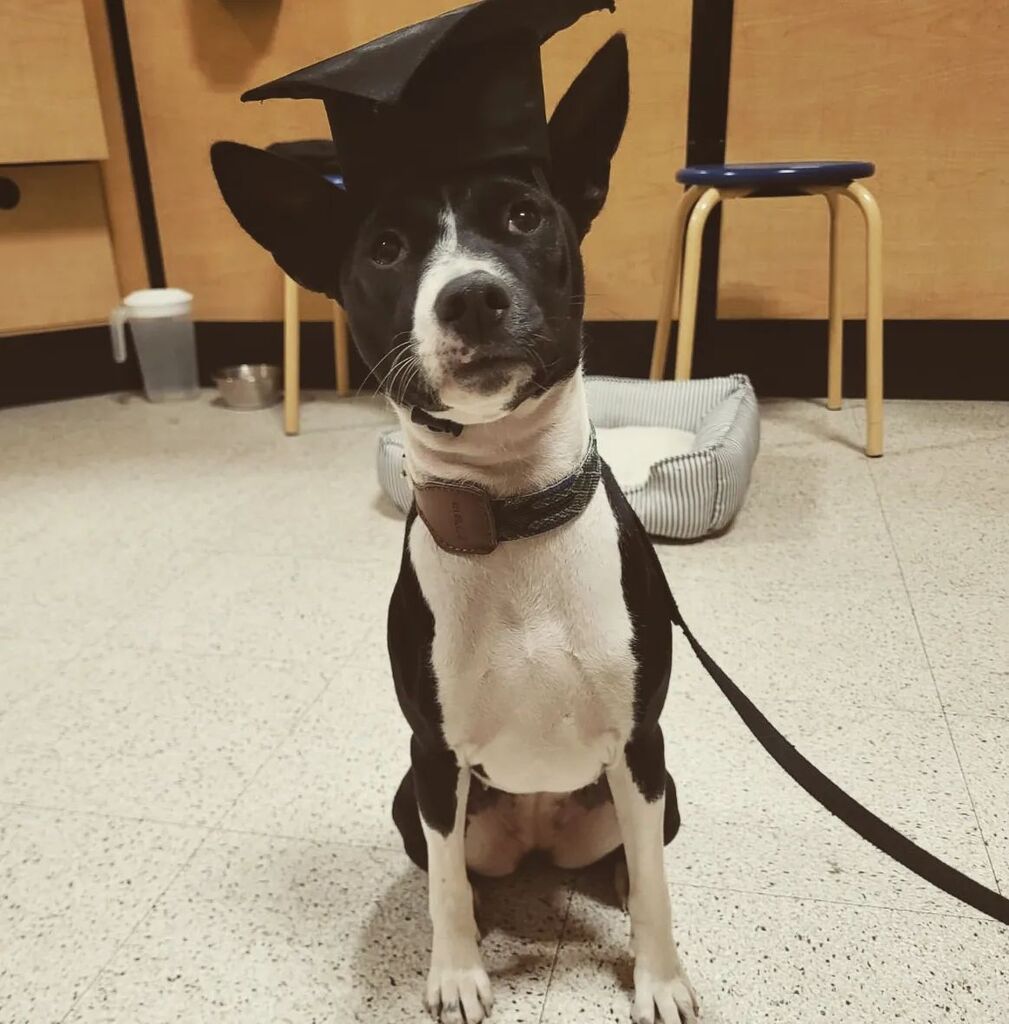Carmunist's tweet photo. Puppy graduation day π @petsmart @petsmartcanada #intermediatedogtraining #petsmarttraining #petsmartlangford #basenjisofinstagram #beaubribasenji #basenjigraduation #dogtraining https://t.co/e032dBu66R https://t.co/5O2loY4D78