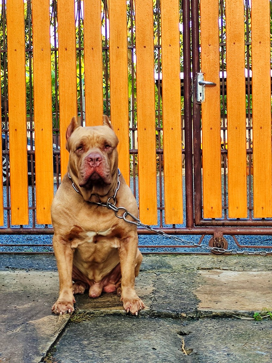 Tubtimc24's tweet photo. Be the person your dog thinks you are
จงเป็นคนในแบบที่หมาของคุณชอบ😎✌️
#AmericanPitbull
#pitbull
#พิทบูลโซนใต้
#Tpkc
#นครศรีธรรมราช https://t.co/nixJ3i1GYI