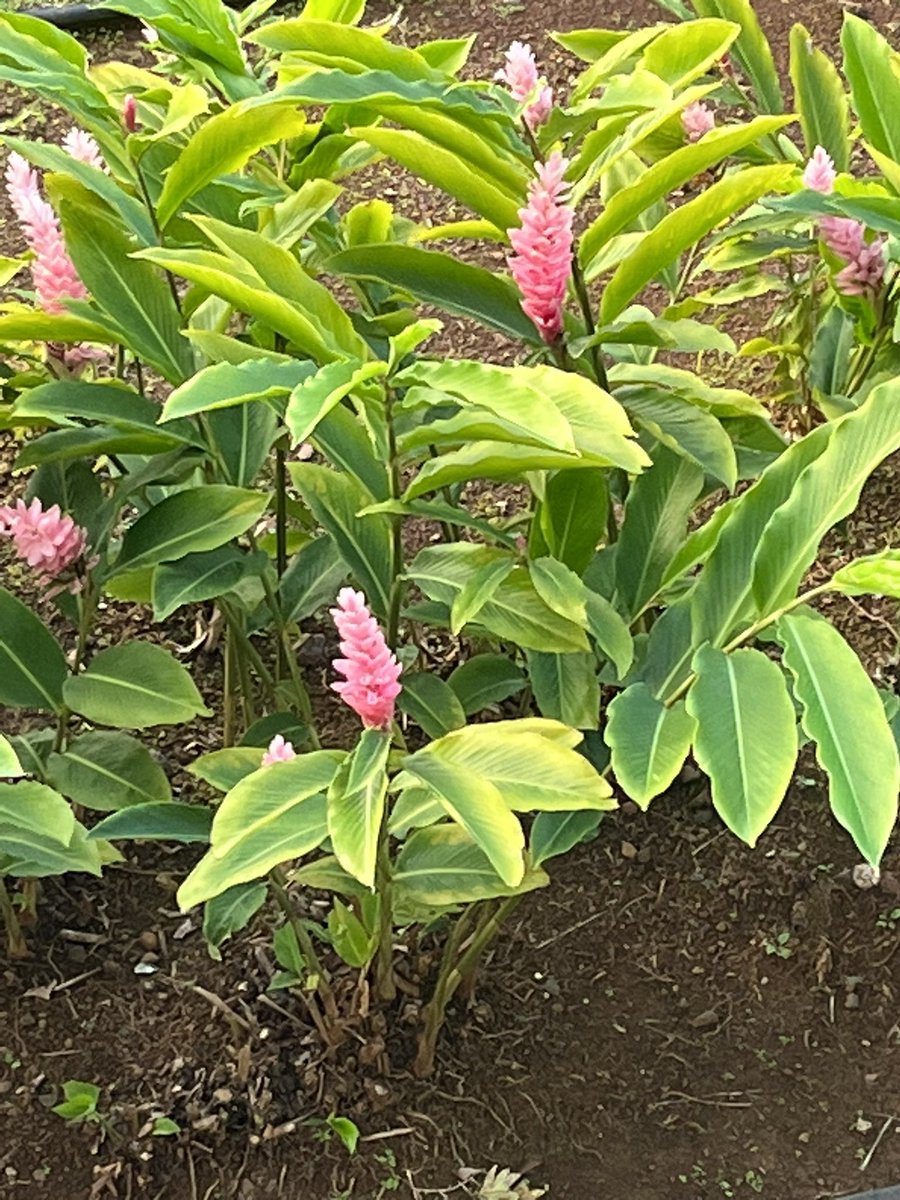 Warm wishes from Kauai!