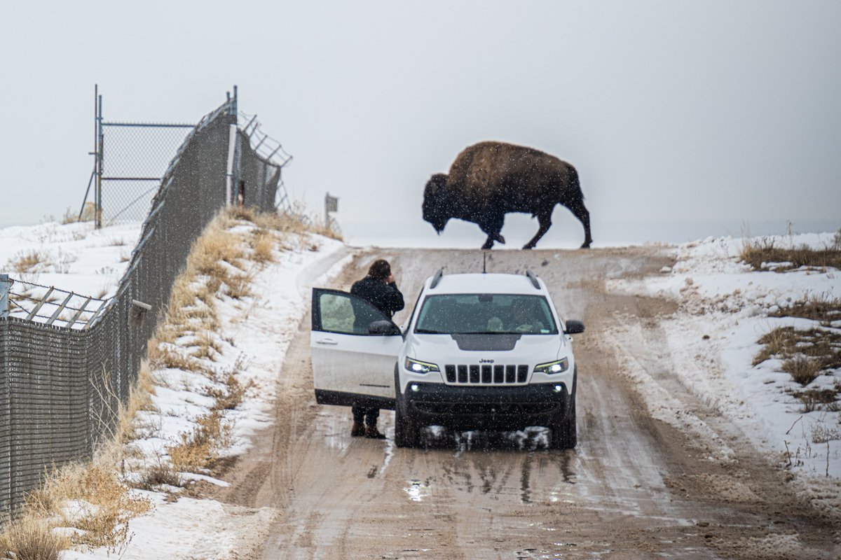 Spent a snowy day capturing photos of bison on Antelope Island in Utah. #Photography #Utah #AntelopeIsland