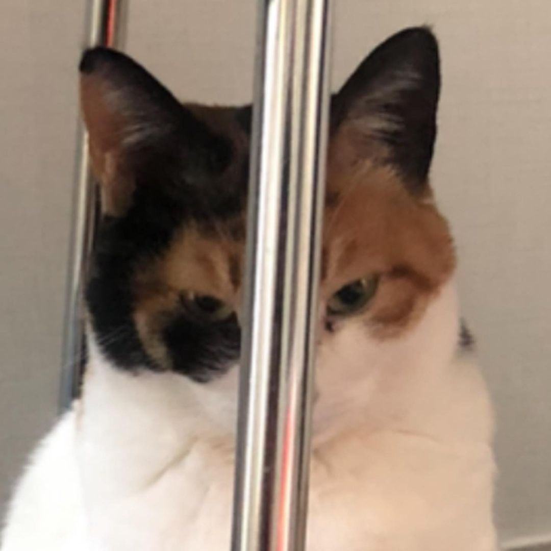 weirdlilguys's tweet image. lurking